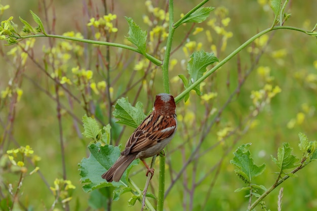 gorriones encaramados en algunas plantas con flores amarillas en el campo