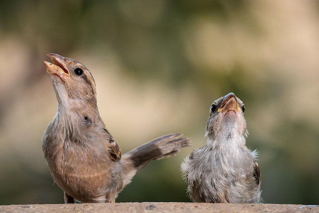 Gorriones femeninos. (Passer domesticus).