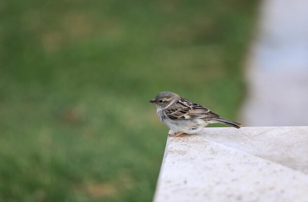 gorriones en la naturaleza