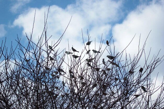 Gorriones en la rama de un árbol