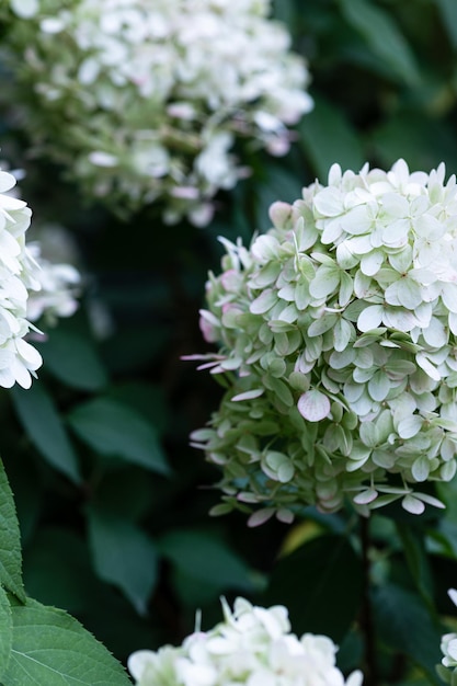 Gorros blancos de flores de hortensias en el jardín.