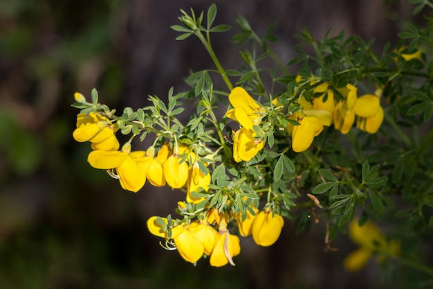 Foto gorse comum (ulex europaeus) explodindo em flor na primavera