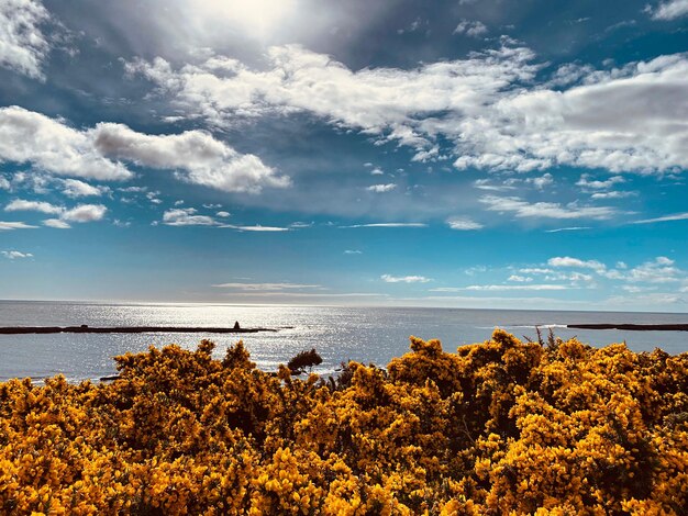 Gorse gegen das Meer