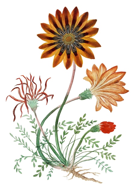Gorteria diffusa png conjunto de ilustrações de flores vintage remixado das obras de arte de Robert Jacob Gordon