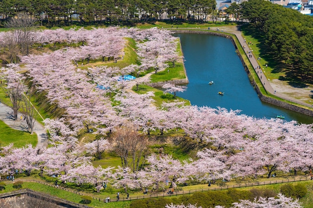 Goryokaku Star Fort Park im Frühling Kirschblüten Sakura Blüten in Hakodate Hokkaido Japan