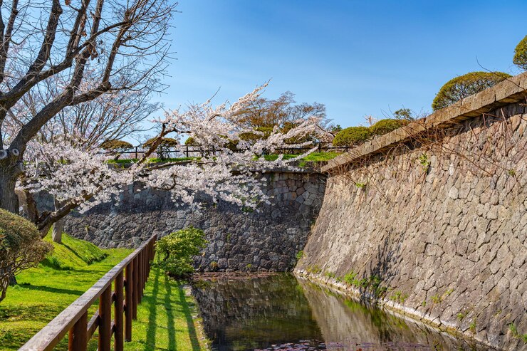 Goryokaku star fort park en primavera flor de cerezo plena temporada de floración con cielo azul claro