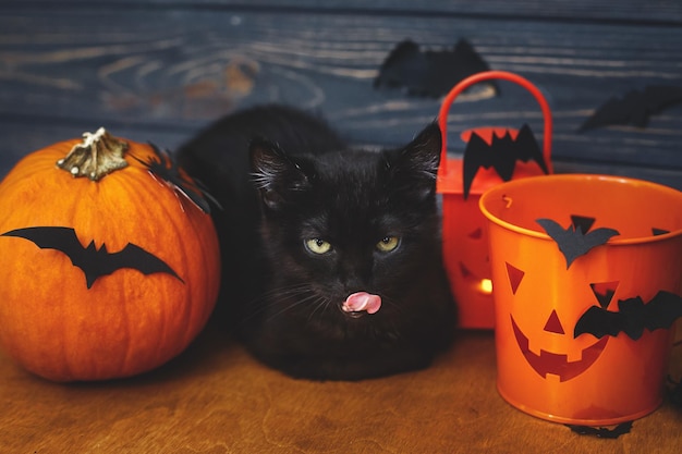 Gostosuras ou travessuras Gato preto delicioso lambendo fundo de morcegos de abóbora balde de doces jack o lantern Gatinho preto posando em decorações de férias comemorando o dia das bruxas em casa