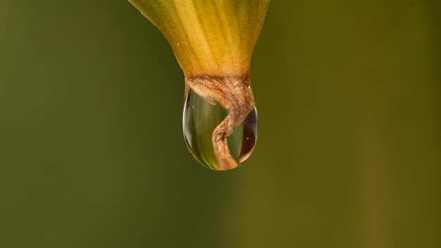 Gota de agua cayendo por una hoja