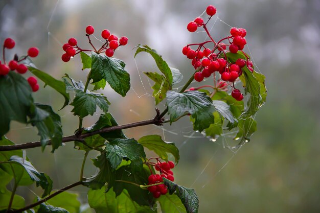 Una gota de agua cuelga de una baya viburnum roja