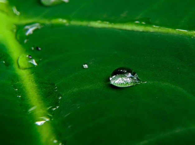 Una gota de agua está en una hoja verde.