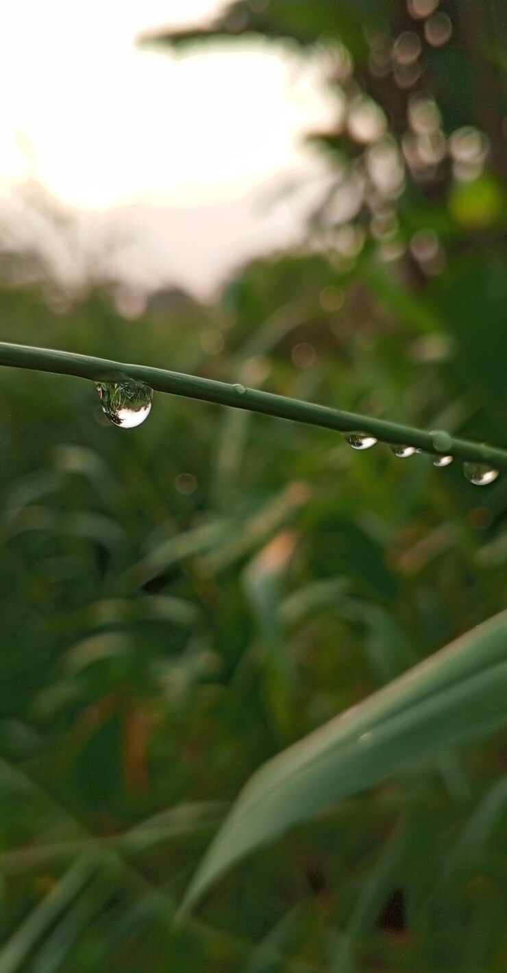 una gota de agua está en una planta en un campo