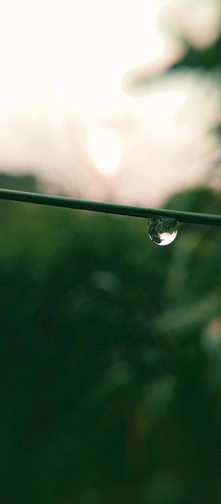 una gota de agua está en un tallo verde