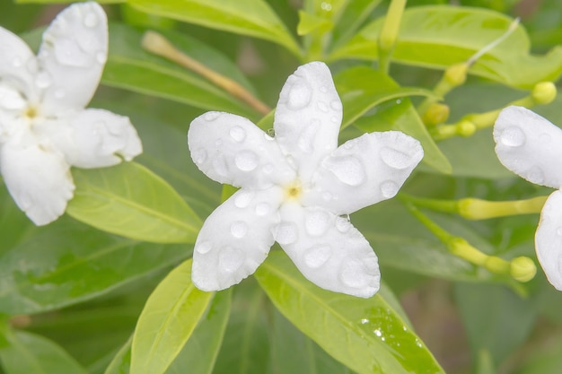 gota de agua en flor blanca