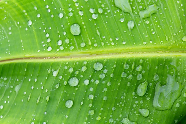 gota de agua en el fondo de la hoja de plátano