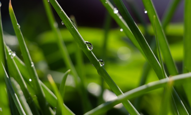 Gota de agua en la hoja de cebolla de primavera