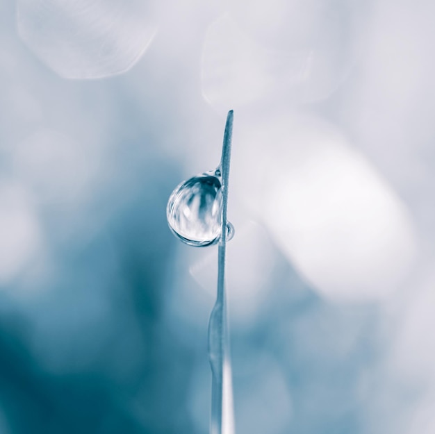 gota de agua en la hoja de hierba en días lluviosos en otoño, fondo azul