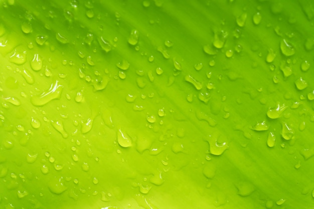 gota de agua en hoja de plátano