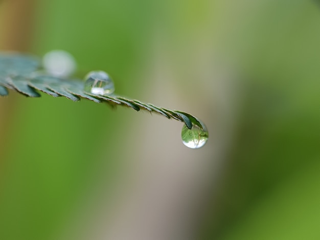 Gota de agua en la hoja verde fresca, Foto macro