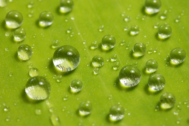 gota de agua en la hoja verde