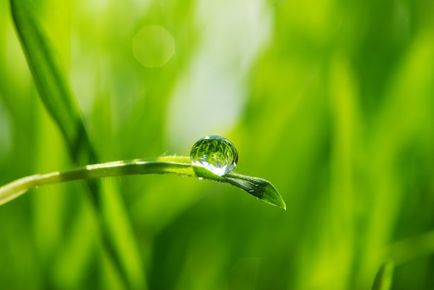 Gota de agua en una hoja verde