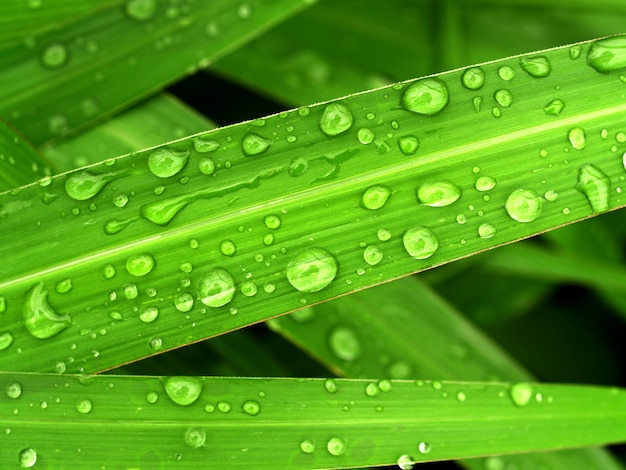 Gota de agua en la hoja