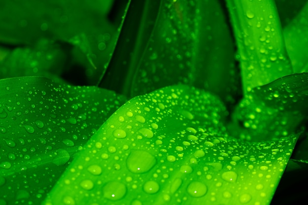 Gota de agua en la hoja