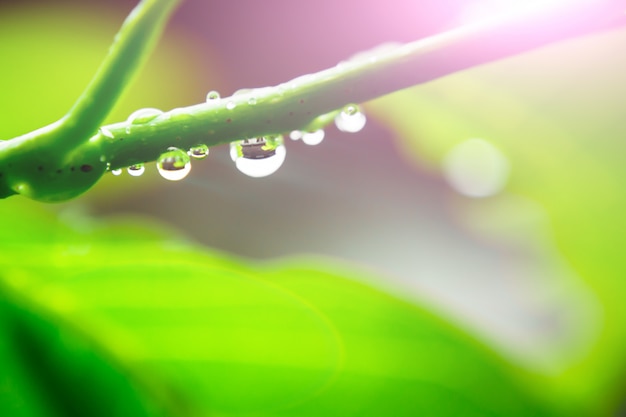 Foto gota de agua en la hoja