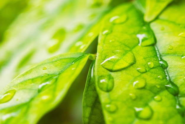 Gota de agua de lluvia sobre fondo natural de primer plano de hoja verde