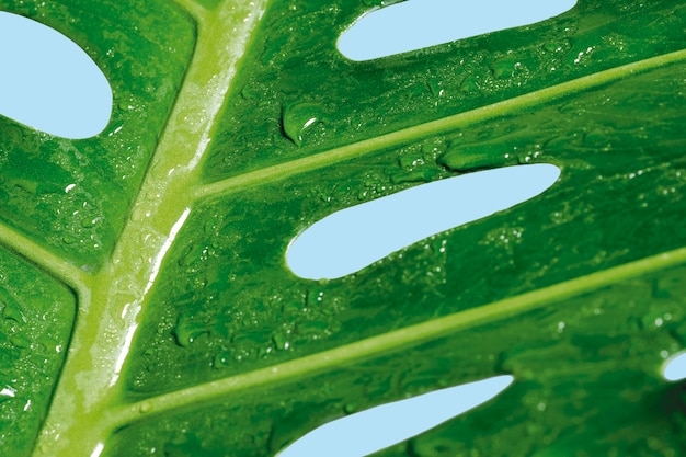 Gota de agua macro en Monstera deliciosa o planta de queso suizo Hojas tropicales