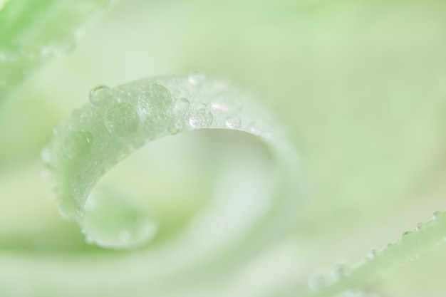 gota de agua, pétalos de flores