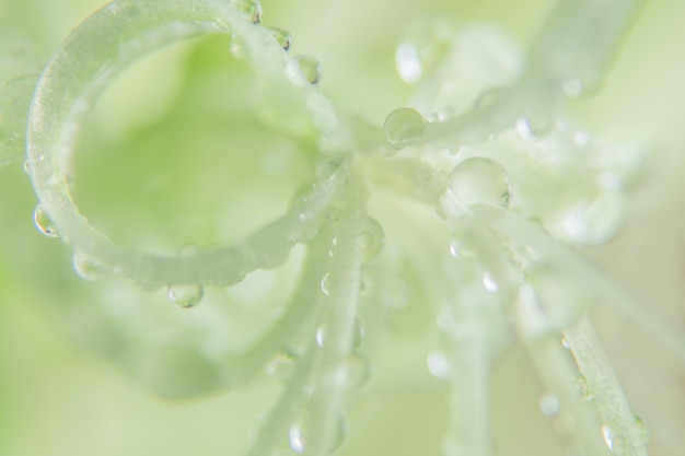 gota de agua, pétalos de flores