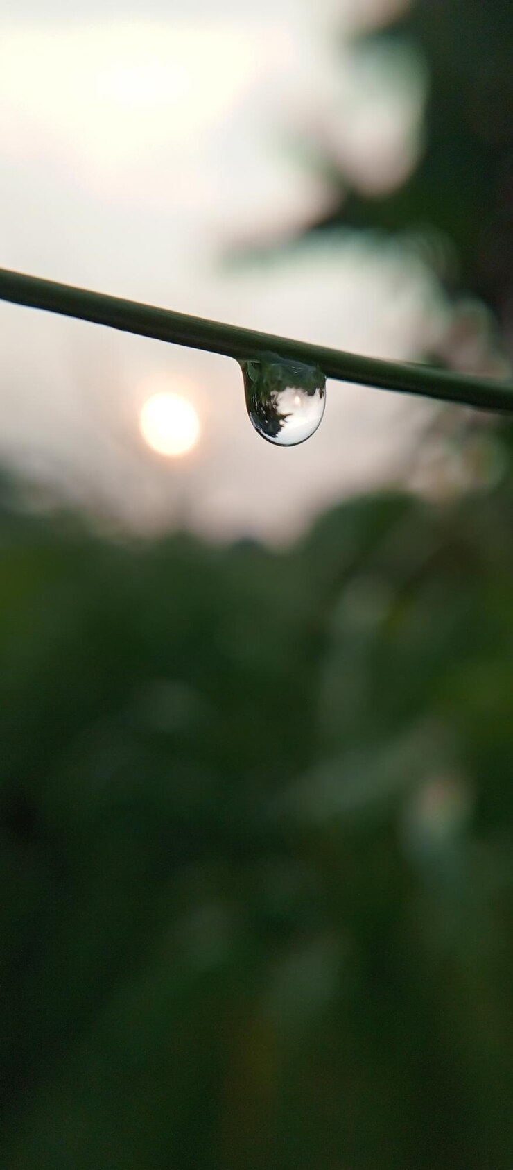 una gota de agua que está en un tallo verde
