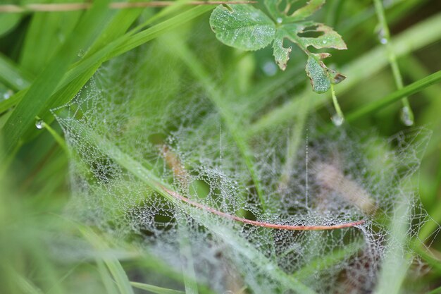 Gota de agua de rocío de telaraña