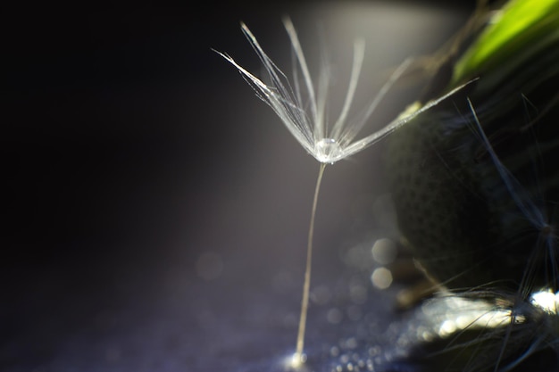 Una gota de agua sobre un diente de león diente de león sobre un fondo azul oscuro con espacio de copia cerrado