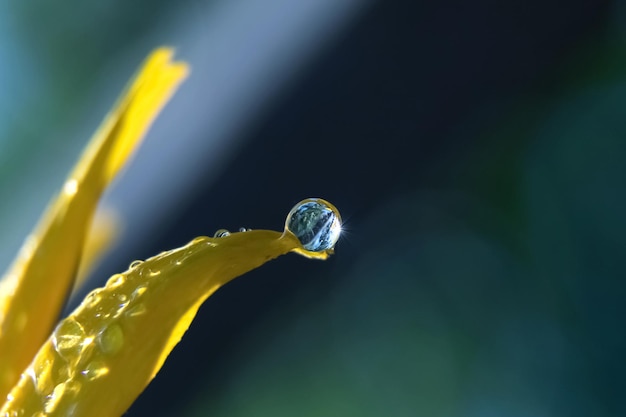 Una gota de agua sobre una flor amarilla en un jardín de verano Imagen de primavera de verano de primer plano