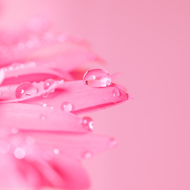 Gota de agua sobre la flor rosa de cerca, fragilidad, concepto