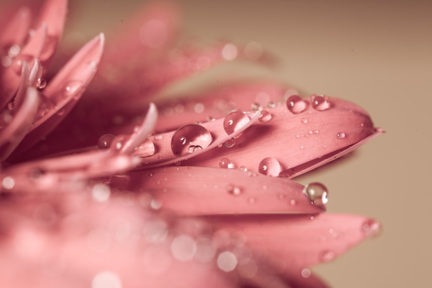 Gota de agua sobre la flor rosa, muy de cerca