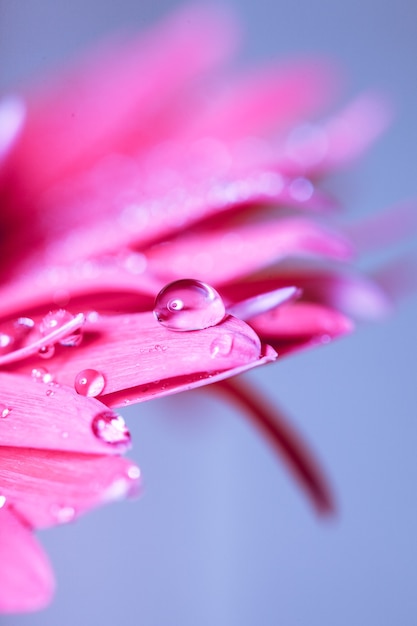 Gota de agua sobre la flor rosa sobre fondo azul.