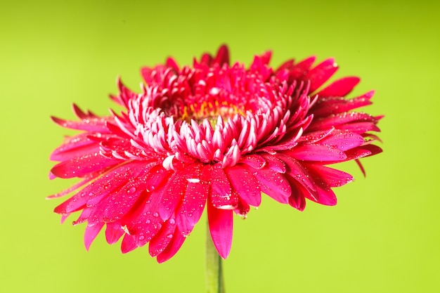 Gota de agua sobre la flor rosa sobre fondo verde