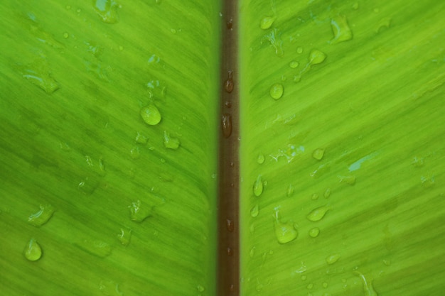 Gota de agua sobre fondo de hoja de plátano