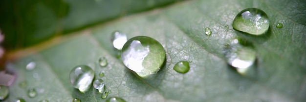 Gota de agua sobre gotas de lluvia de hoja verde sobre hoja texturizada en la naturaleza