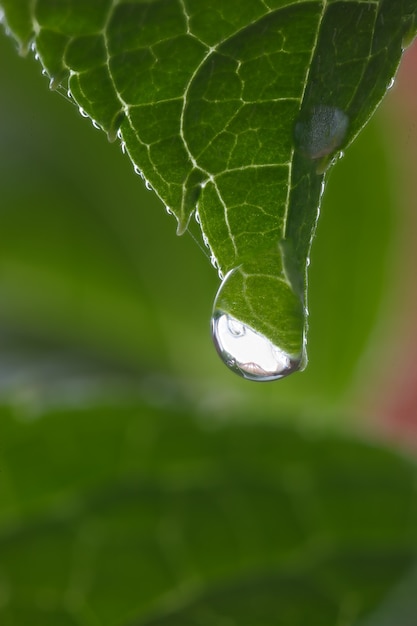 Gota de agua sobre una hoja en el jardín