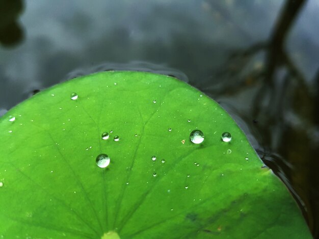 Gota de agua sobre hoja de loto