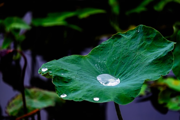 La gota de agua sobre la hoja de loto