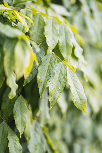 Gota de agua sobre la hoja verde.