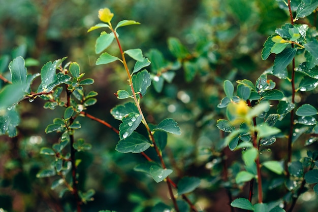 Gota de agua sobre hoja verde