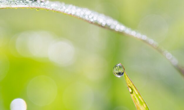 Gota de agua sobre hoja verde