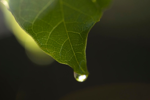 Gota de agua sobre la hoja verde