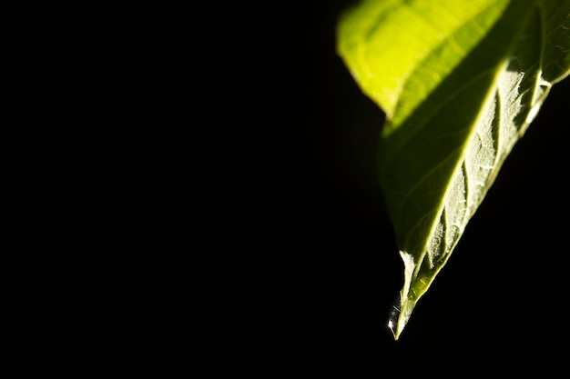 Gota de agua sobre la hoja verde