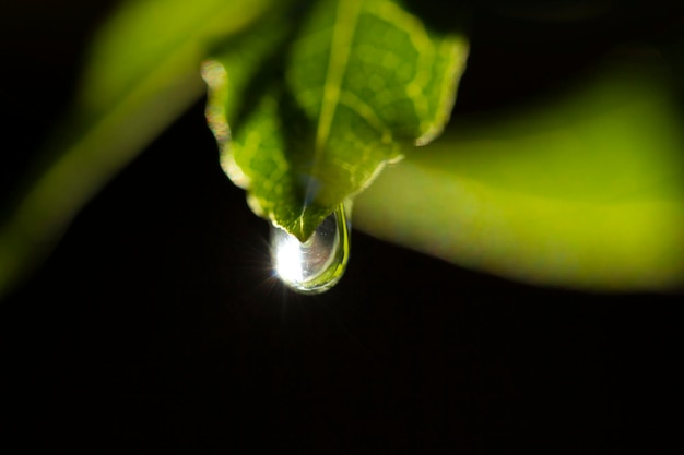 Gota de agua sobre la hoja verde